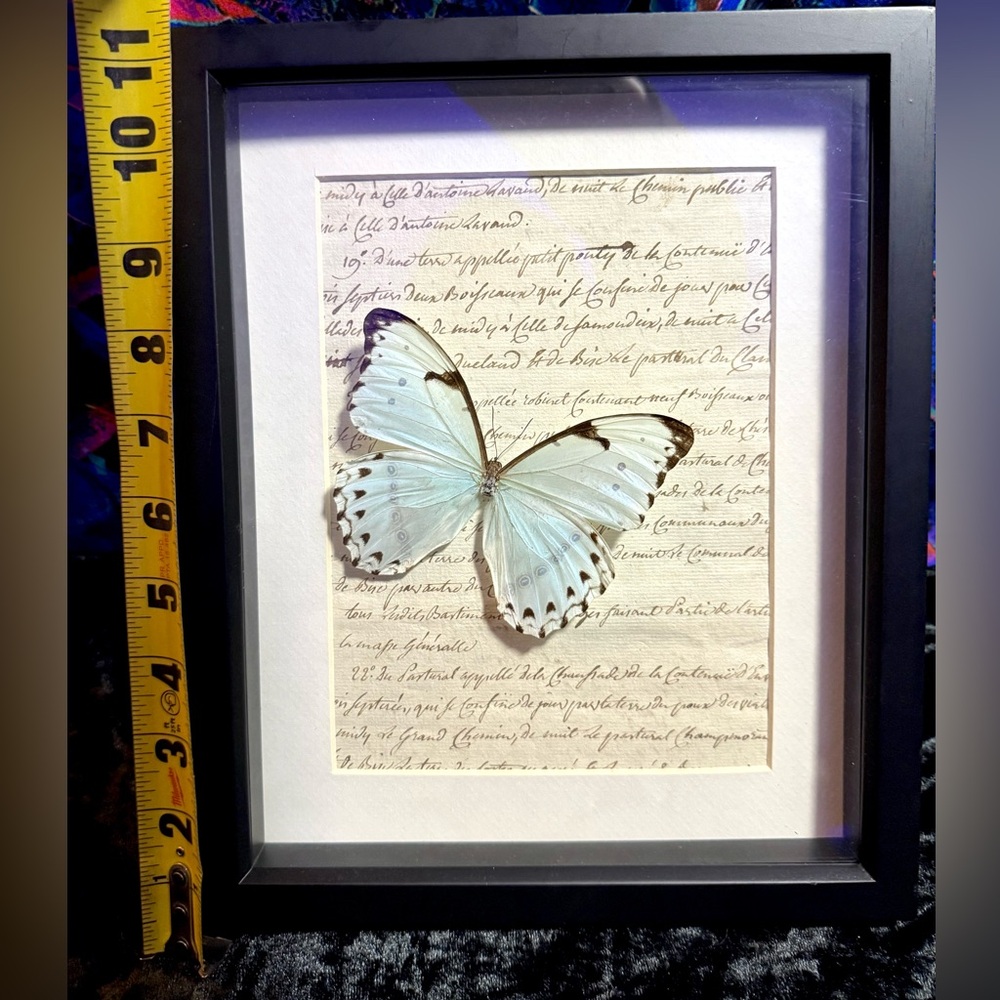 Rare Mint Morpho Butterfly Mounted Taxidermy Framed Wall Art 🦋 - Picture 12 of 13